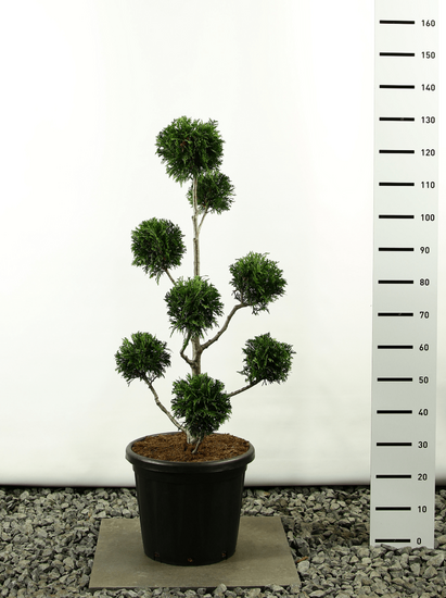 Thuja plicata Martin Pompom - total height 100-125 cm - pot &Oslash; 36 cm