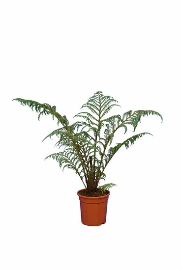 Cyathea tomentosissima Highland Lace pot &Oslash; 15 cm