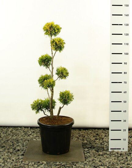 Thuja occidentalis Yellow Ribbon Multibol extra - Gesamth&ouml;he 80-100 cm - Topf 18 ltr