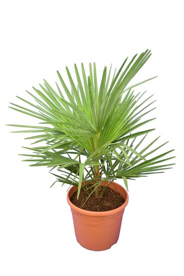 Trachycarpus wagnerianus x princeps - total height 60-90 cm - pot &Oslash; 23 cm