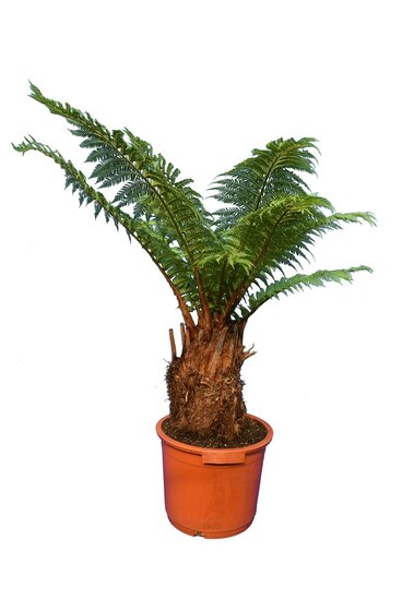 Dicksonia antarctica - trunk 30-40 cm