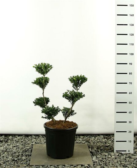 Ilex crenata Green Hedge multiplateau - Gesamth&ouml;he 80-100 cm - Topf 20 ltr