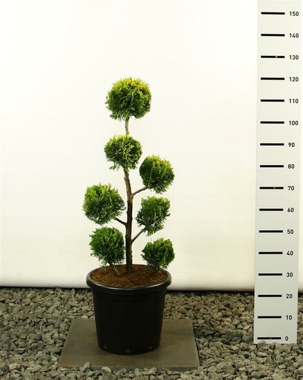 Chamaecyparis lawsoniana Ivonne Multibol - total height 100-125 cm - pot 20 ltr