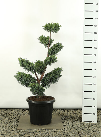 Juniperus chinensis Blue Alps multiplateau- total height 100-125 cm - pot 20 ltr