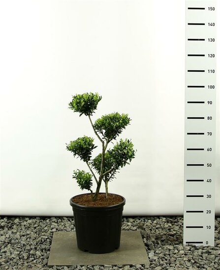 Ilex maximowicziana kanehirae multiplateau extra - total height 80-100 cm - pot 20 ltr