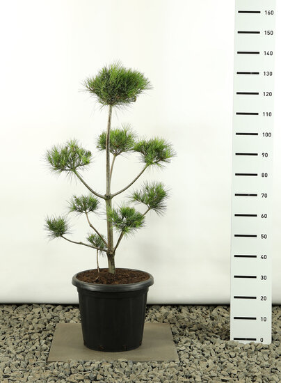 Pinus strobus Multiplateau - total height 100-125 cm - pot 20 ltr