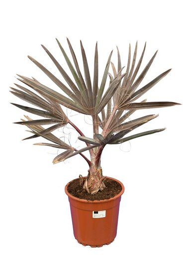 Bismarckia nobilis - total height 80-100 cm - pot &Oslash; 24 cm
