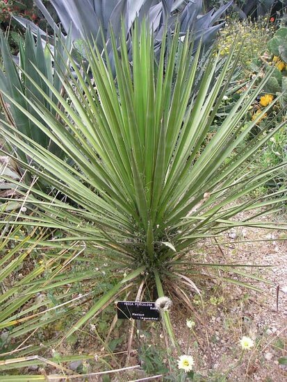 Yucca periculosa - total height 50+ cm - pot 10 x 10 cm