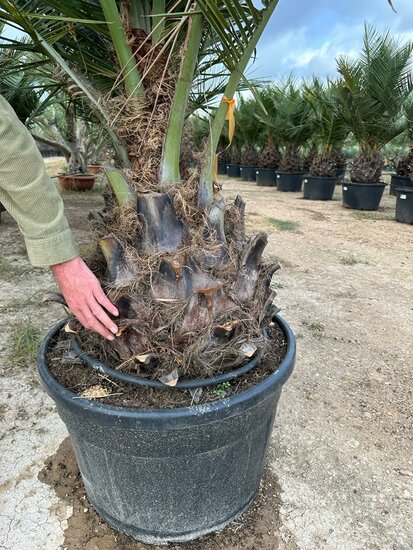 Jubaea chilensis - fat trunk 70-80 cm - total height 200+ cm - pot 160 ltr [pallet]