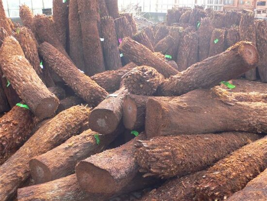 Dicksonia antarctica bare rooted trunk 210+ cm [pallet]