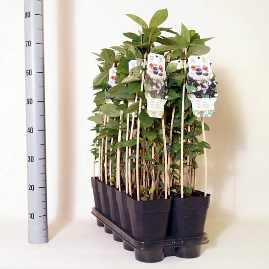 Aronia prunifolia Viking - total height 90-110 cm - pot 2 ltr