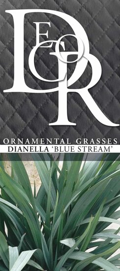 Dianella Blue Stream - pot 2 ltr