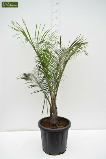 Dypsis decaryii