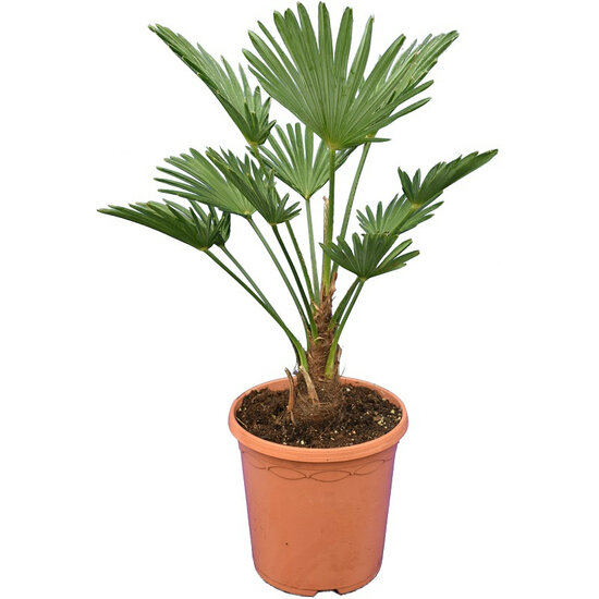 Trachycarpus wagnerianus Frosty pot &Oslash; 23 cm totale hoogte 50-70 cm