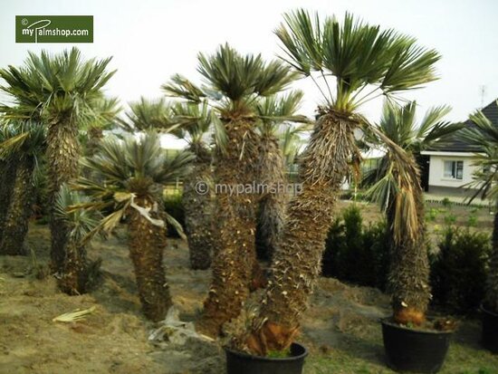 Trithrinax campestris - trunk 20-30 cm - total height 90-110 cm - pot &Oslash; 50 cm [pallet]