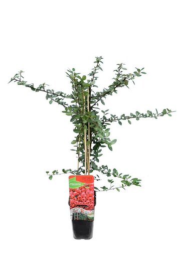 Pyracantha coccinea Red Column - total height 70-90 cm - pot 2 ltr