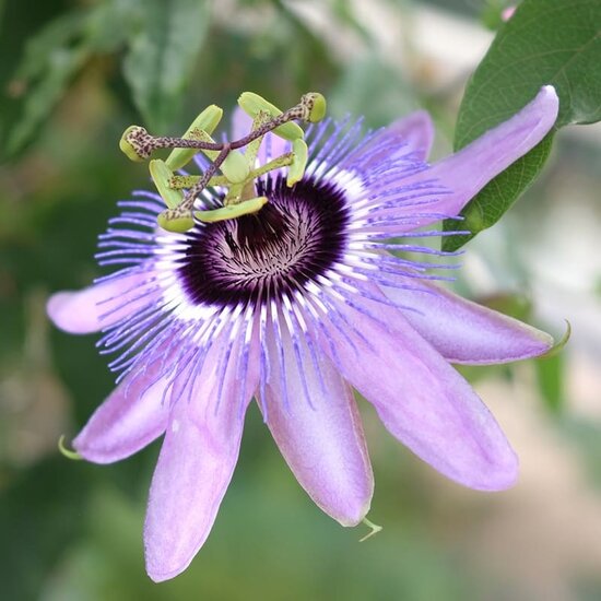 Passiflora caerulea Purple Haze