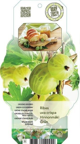 8864 - Ribes uva-cripsa Hinnonmaki Grun