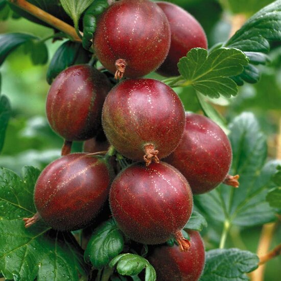 Ribes uva-crispa Hinnonmaki R&ouml;d - pot 2 ltr