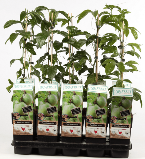 Passiflora edulis - Topf 2 ltr