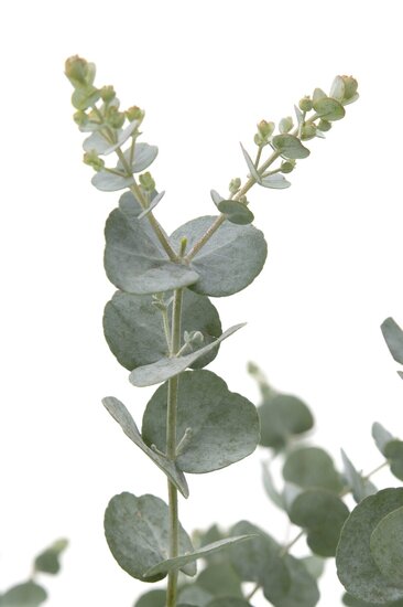 Eucalyptus gunnii Azura - total height 40+ cm - pot 5 ltr