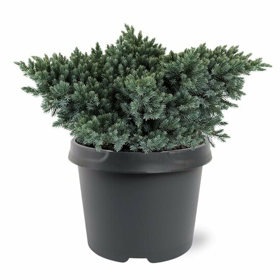 Juniperus squamata Tropical Blue - 3 ltr