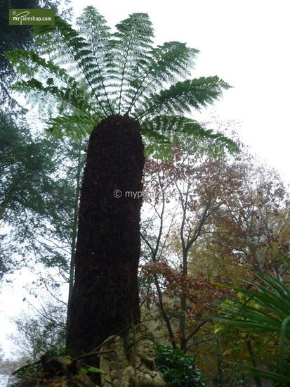 Dicksonia antarctica - trunk 10-15 cm