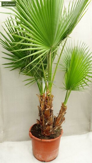 Washingtonia robusta multitrunk - total height 140-160 cm - pot &Oslash; 45 cm [pallet]