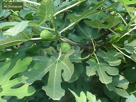 Ficus carica Brown Turkey - trunk 60-80 cm - &Oslash; 28 cm pot