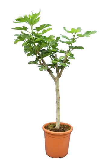 Ficus carica Brown Turkey - Stamm 50-70 cm - Stammumfang 15-25 cm - Gesamth&ouml;he 180+ cm - Topf &Oslash; 45 cm [Palette]