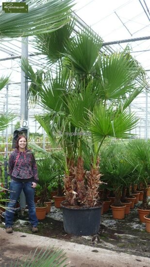 Washingtonia robusta multitrunk - total height 140+ cm - pot &Oslash; 35 cm