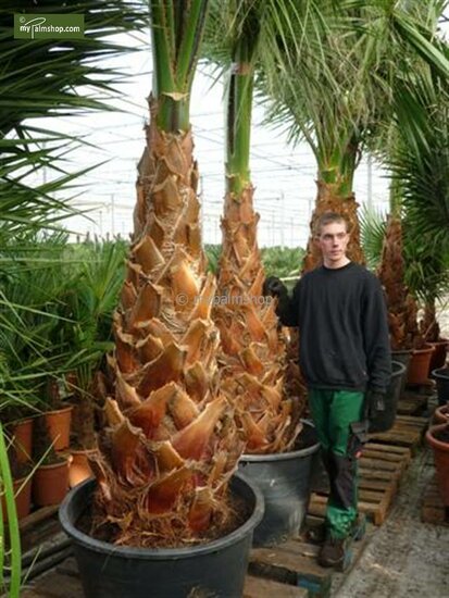 Washingtonia robusta - total height 80-100 cm - pot &Oslash; 22 cm