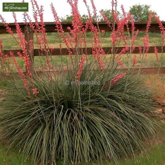 Hesperaloe parviflora - total height 50-70 cm - pot &Oslash; 26 cm