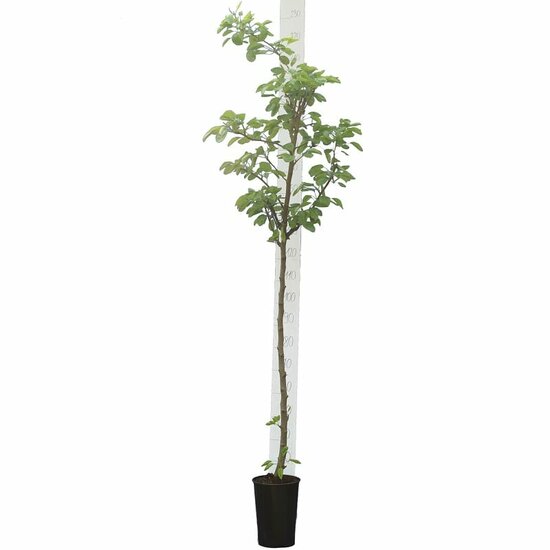 Prunus dulcis - pot &Oslash; 26 cm