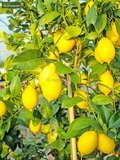 Citrus limon - total height 150-170 cm - pot &Oslash; 35 cm