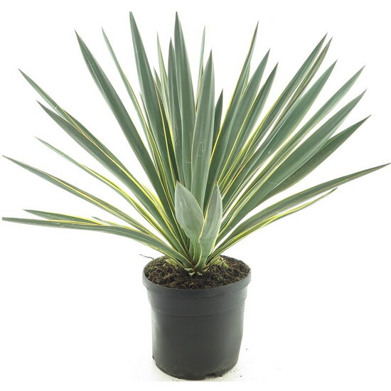 Yucca gloriosa Variegata - pot &Oslash; 20 cm