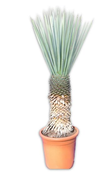 Yucca rigida - trunk 60+ cm [pallet]