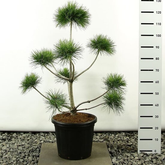 Pinus sylvestris Multiplateau extra