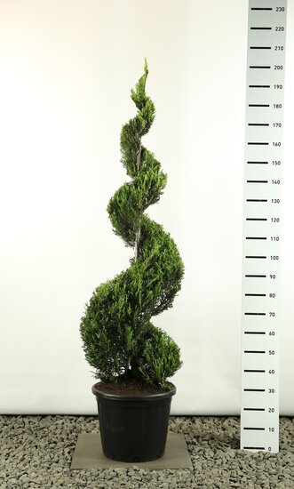 Cupressocyparis leylandii sp. Castlewellan Gold spiraal extra - Spirale 160-180 cm [Palette]
