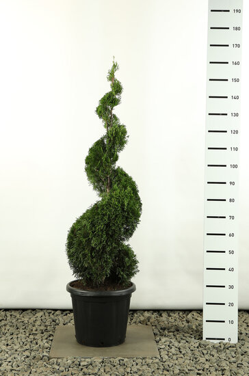 Thuja occidentalis Smaragd Spiral - total height 150-170 cm - pot 20 ltr [pallet]