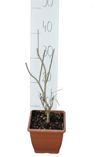 Callicarpa bodinieri Profusion - total height 100+ cm - pot &Oslash; 21 cm