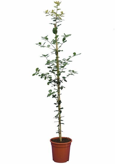 Quercus ilex - pot &Oslash; 21 cm