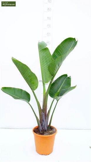 Strelitzia nicolai - Gesamth&ouml;he 160-180 cm - Topf &Oslash; 36 cm - 2 Pflanzen/Topf [Palette]