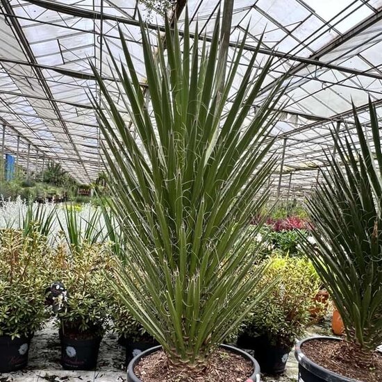 Yucca filifera - trunk 60-80 cm [pallet]