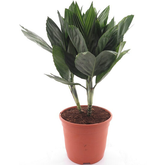 Chamaedorea metallica - pot &Oslash; 22 cm