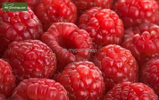 Rubus idaeus Twotimer Sugana red