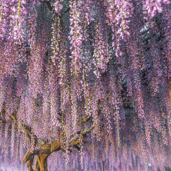 Wisteria sinensis hanging flowers