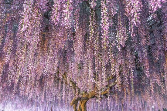 Wisteria sinensis hanging flowers