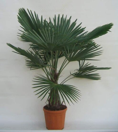 Trachycarpus fortunei - trunk 25-30 cm - total heigth 120-140 cm - pot &Oslash; 31 cm