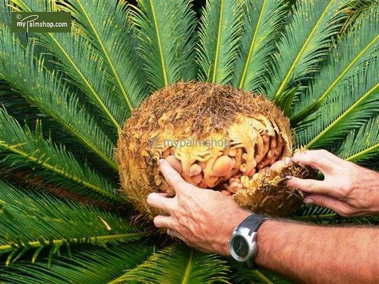 Cycas revoluta - trunk 65-75 cm [pallet]